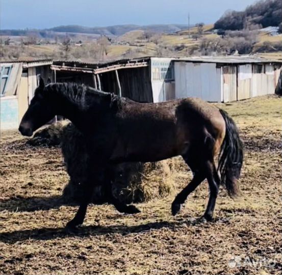 Карачаевский жеребец