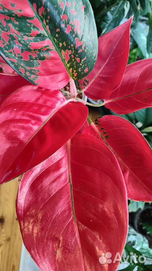 Аглаонема Chang daeng big leaves