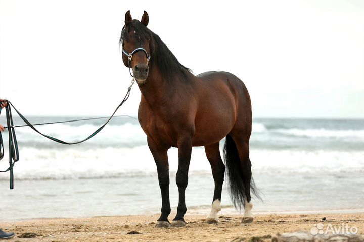 Андалузские PRE жеребята 2021 - 23 гр