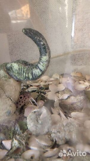 Аквариум панорамный.100 литров.Усиленный