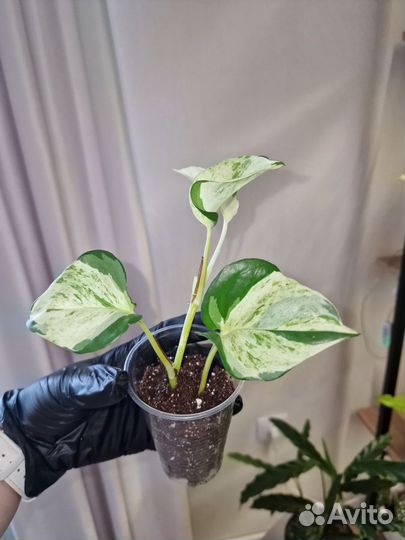 Эпипремнум Марбл Квин, Хэппи Лиф, Монстера