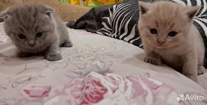 Британская вислоухая кошка