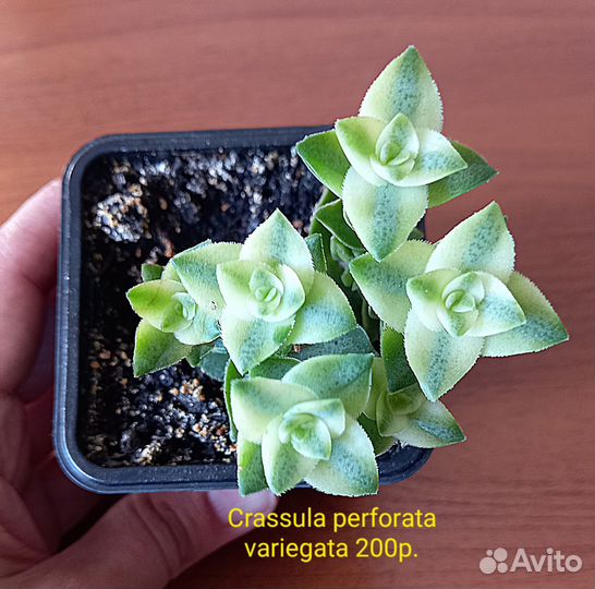 Суккуленты разные