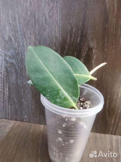 Стефанотис