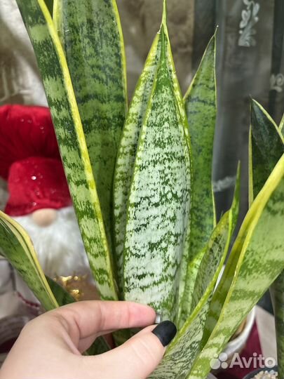 Сансевиерия вайт тайгер,металлика,ханни,лаурети