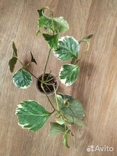 Дуранта, полисциасы