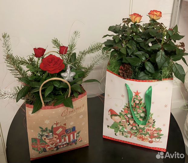 Саженцы роз