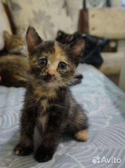 Милые котята