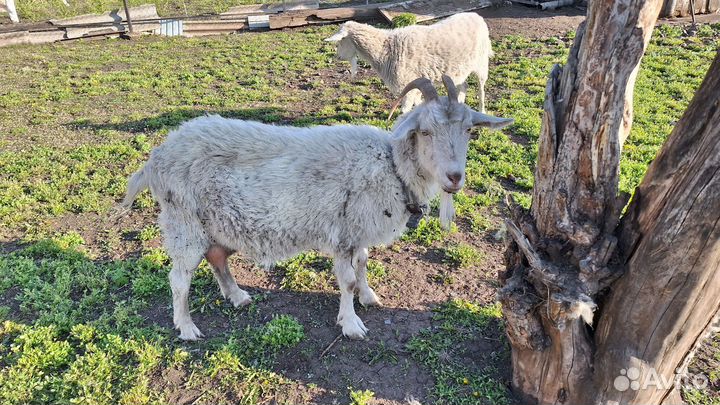 Козы, козы дойные