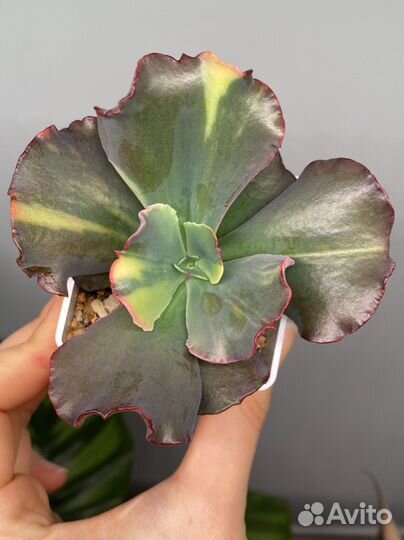 Суккуленты вариегатные, домашние