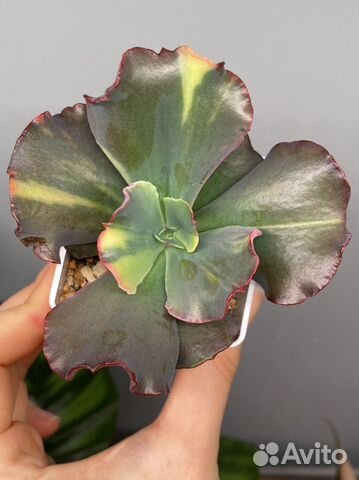 Суккуленты вариегатные, домашние