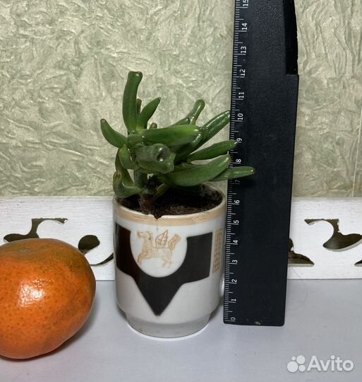 Толстянка (крассула) овата хоббит