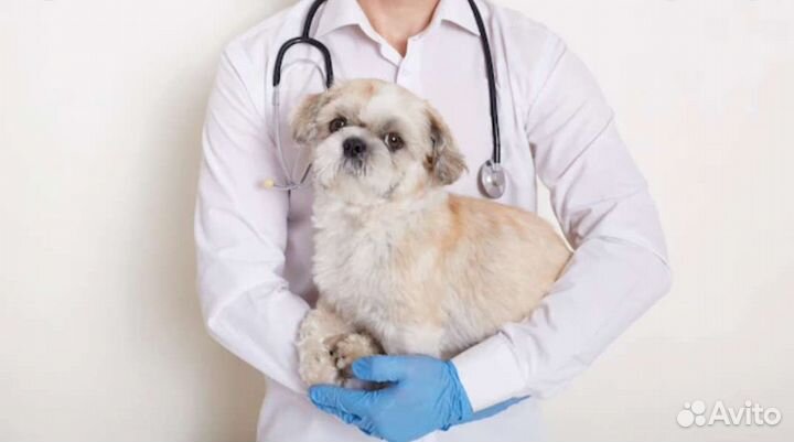 Вызов ветеринарного врача на дом