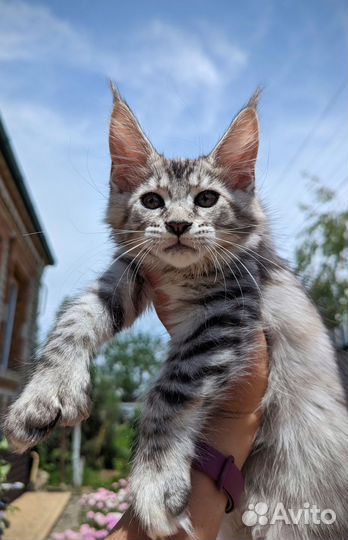 Котята мейн-кун