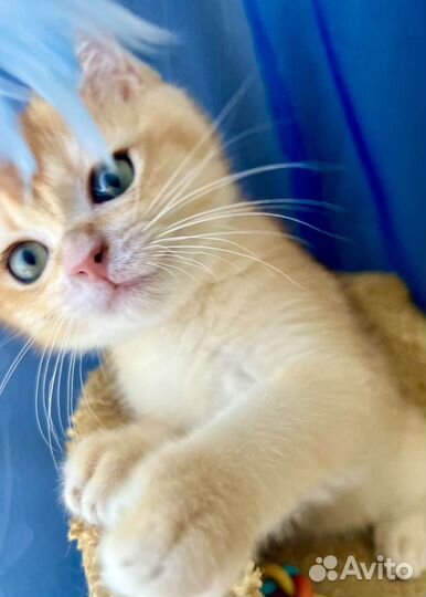 Шотландская золотая и серебристая Шиншилла