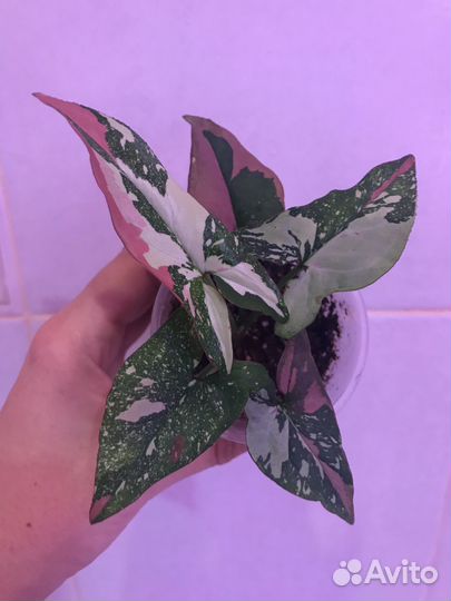 Сингониум ред спот триколор