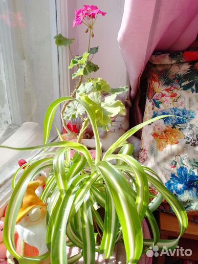 Хлорофитум