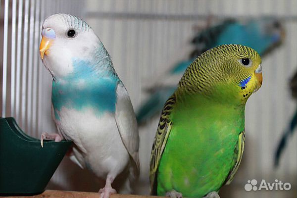 Волнистые попугаи