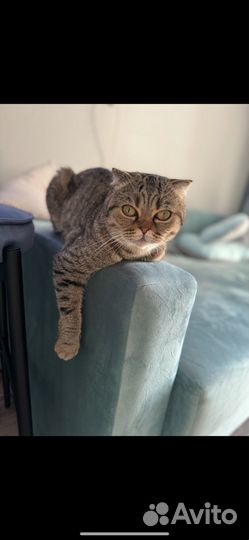 Кошки в добрые руки