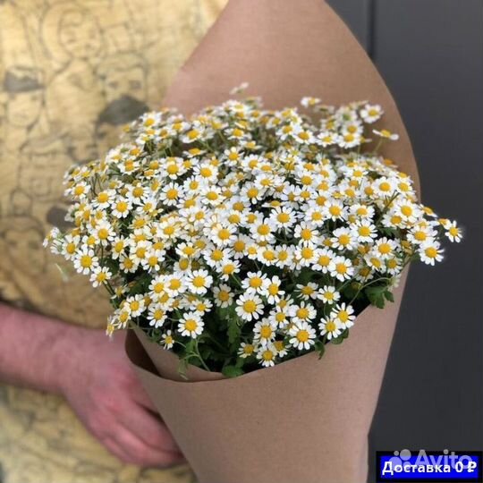 Ромашки для фотосессий