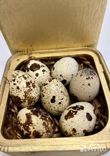 Инкубационное яйцо перепелов Техасский белый