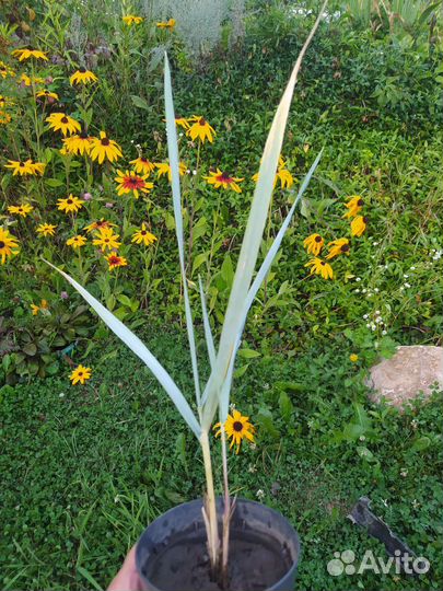 Элимус песчаный