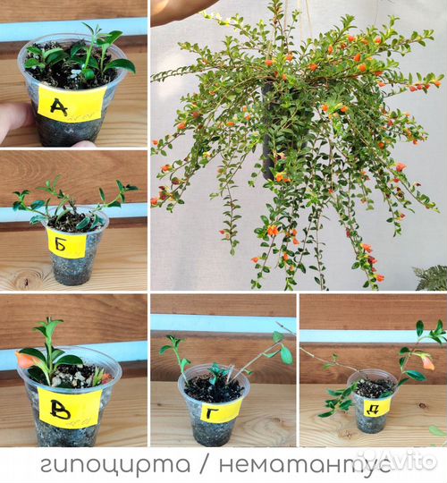 Нематантус, традесканция, алоэ, хавортия и др