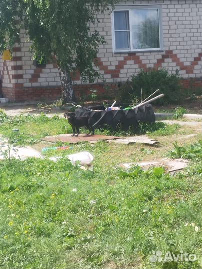 Щенки кане корсо