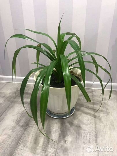 Пальма Пандаус