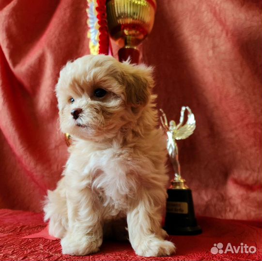 Мальтипу ф1 mini девочки и мальчики