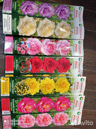 Саженцы роз