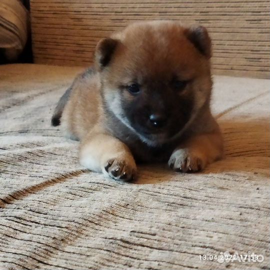 Щенки сиба ину