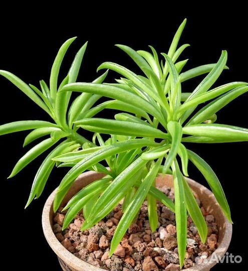 Редкий вид суккуленты