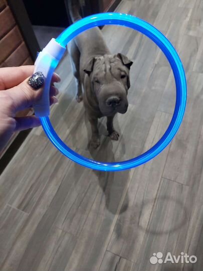 Шарпей вязка