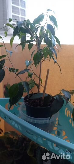 Тещин язык,2 вида