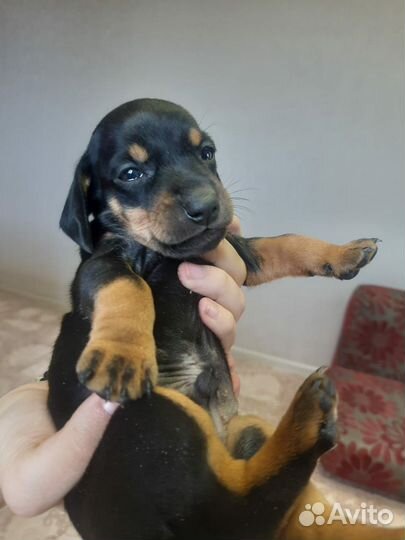 Такса в добрые руки