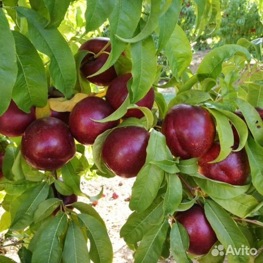 Саженцы персика нектарин Рубин 8