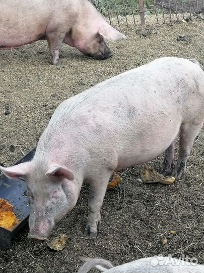 Мясо свинина