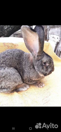 Продам, самцов и самок на племя. Порода Фландер