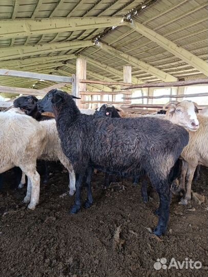 Овцы бараны
