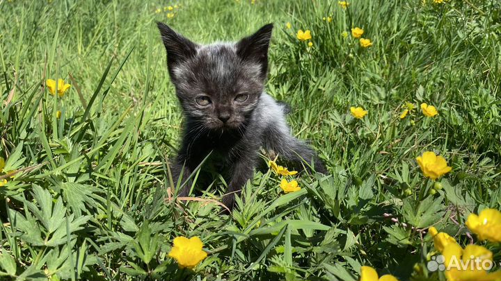 Котята смесь мейн-куна и шотландца