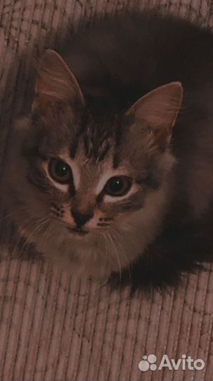 Котенок в добрые руки, мальчик.очень ласковый