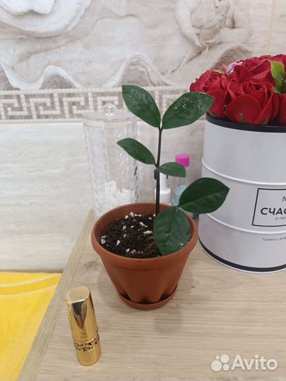 Замиакулькасы и Ко