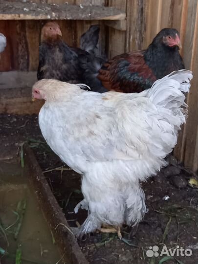 Петух брама