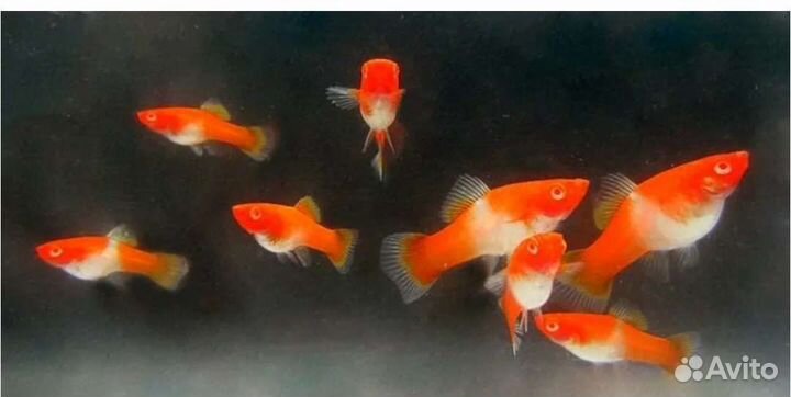 Меченосецы Санта Клаус