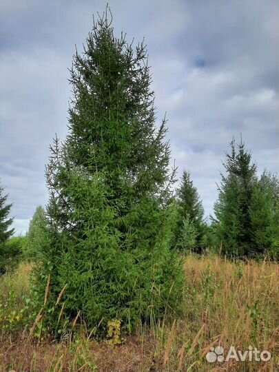 Саженцы Ель/Сосна обыкновенная