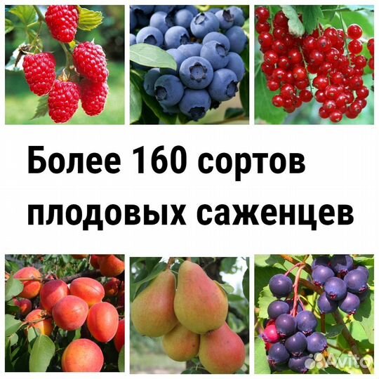 Плодовые более 160 сортов (груша, яблоня, слива )