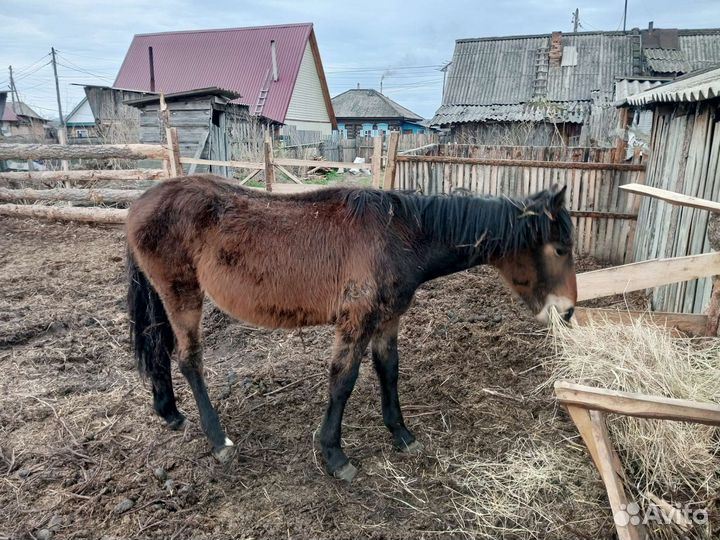 Продам жеребчека 1год