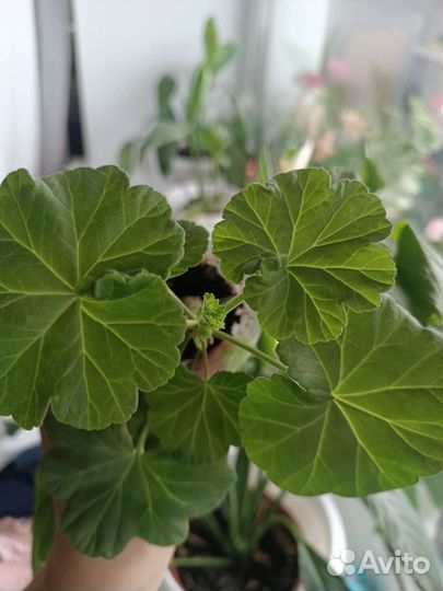 Пеларгония герань