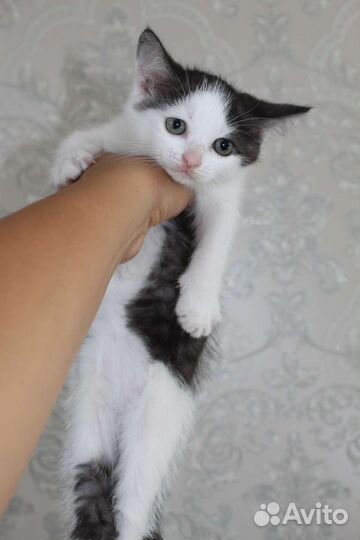 Котенок девочка 1,5 мес